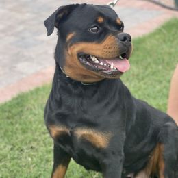 Sheila - Rottweiler