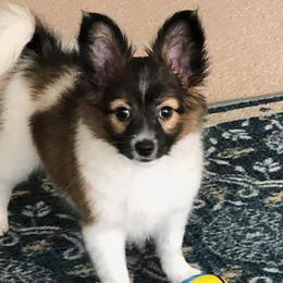 Papillons from Tammy's Papillon Playpen