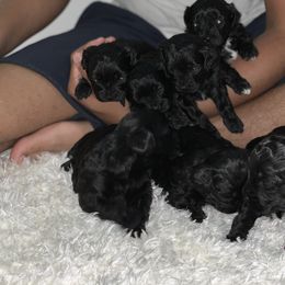 Cockapoo and Poodle Puppies from Nikol Nik