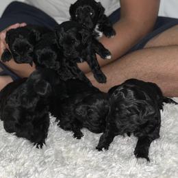 Cockapoo and Poodle Puppies from Nikol Nik