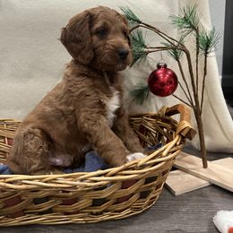 Goldendoodle Puppies from Colorado Dreamin Doodles