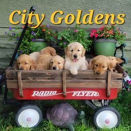 Golden Retriever puppies from City Goldens