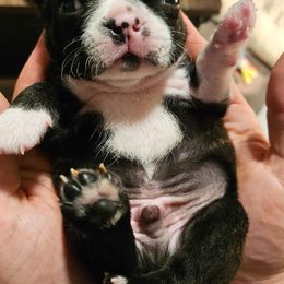 Boston Terrier Puppies from Little Daemons Boston Terriers