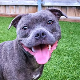 Sisu - Staffordshire Bull Terrier