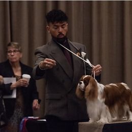 Cavalier King Charles Spaniel All Grown Up from KINGDOMRUN Cavaliers