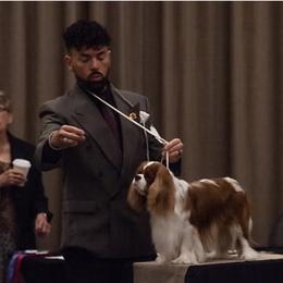 Cavalier King Charles Spaniel All Grown Up from KINGDOMRUN Cavaliers