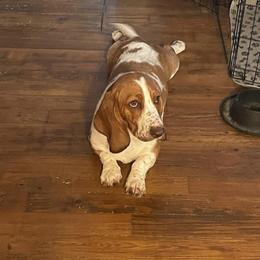 Basset Hound and Collie Puppies from Collegiate Bassets and Rheign Collies