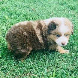 Boy 3 - Miniature Australian Shepherd puppy in Paris, Texas from Kuttin’ Up Mini Aussies