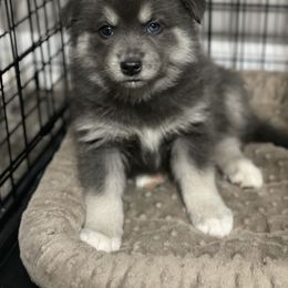 Pomsky Puppies from Pomskies 4 Dayz