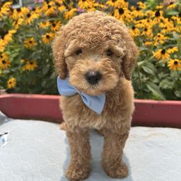 Magna - Apricot male Goldendoodle puppy in Camden, North Carolina from Oopsie Doodles of NC
