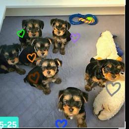 Mistletoe - Black and tan male Yorkshire Terrier puppy in Nitro, West Virginia from Kathryn's Yorkies