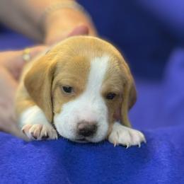 Blue Collar-Chance - Red and white male Beagle puppy in Las Vegas, Nevada from Hound Kings