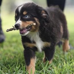 Ace - Blue merle male Miniature Australian Shepherd puppy in White Oak, Texas from Triple Lake Ranch Miniature Australian Shepherds