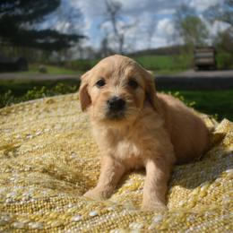 Aussiedoodle and Goldendoodle Puppies from Classic City Doodles