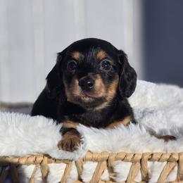 Reba - Black and tan female Dachshund puppy in Mcminnville, Tennessee from Red Barn Farms Minis