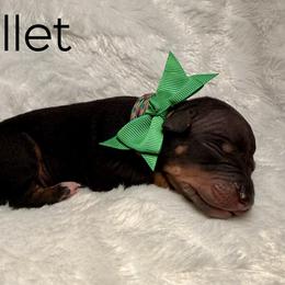 Mullet - Black male Great Dane puppy in Westland, Georgia from Black Tie Danes