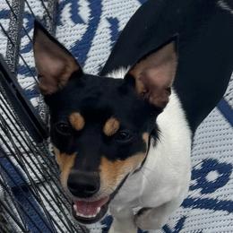 Ryker - White and black male Teddy Roosevelt Terrier puppy in Cumming, Georgia from Barnett’s Rambling Terriers
