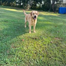 Lark - Labrador Retriever