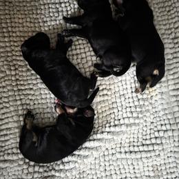 Puppy 1 - Black male Miniature Schnauzer puppy in Fresno, California from Findell Kennel, LLC