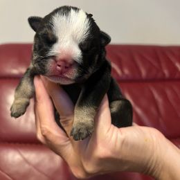 Bulldog Puppies from BUBBABULL