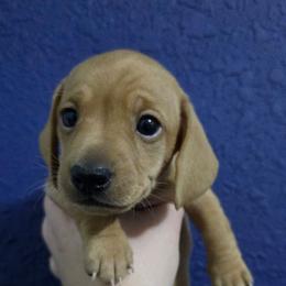 Remington - Red male Dachshund puppy in Kansas City, Missouri from Divine Doxies LLC