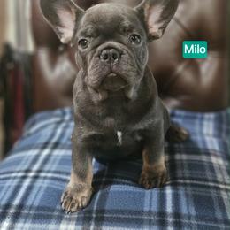 Milo - Tricolors male French Bulldog puppy in Neosho, Missouri from K2S Frenchies