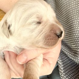 GTO - Light golden male Golden Retriever puppy in Watkins, Colorado from Brightside Goldens