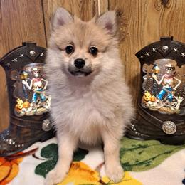 BUDDY 1 - Wolf sable male Pomeranian puppy in Lore City, Ohio from Tonia's Pomeranians