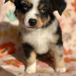 River - Blue merle male Miniature Australian Shepherd puppy in Spiro, Oklahoma from Dandies Herding Buddies