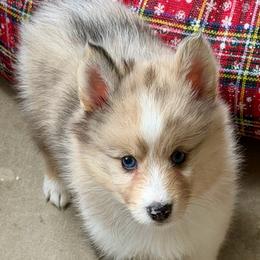Sable Merle boy - Sable & white male Toy Shetland Sheepdog puppy in Magnolia, Texas from Solace Shelties and Pomskies