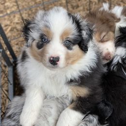 Aussiedoodle and Australian Shepherd Puppies from Double M Aussies