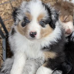 Aussiedoodle and Australian Shepherd Puppies from Double M Aussies