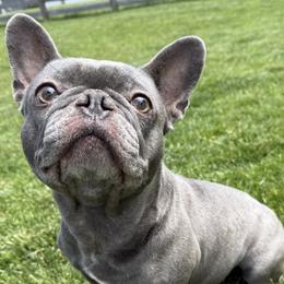 French Bulldogs from Gibson Acres