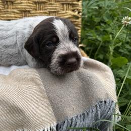 Wirehaired Pointing Griffon Puppies from Idleista Grand Chasseur
