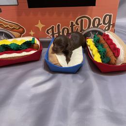 Vicountess - Chocolate and tan female Dachshund puppy in Bremen, Georgia from Jones Royal Kennels