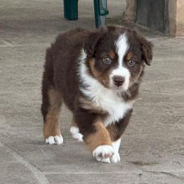 Pickles - Red tri-color female Australian Shepherd puppy in Franktown, Colorado from Double NB Livestock LLC
