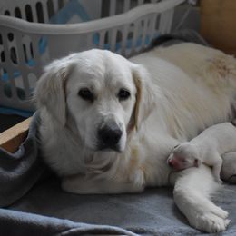 Golden Retriever Puppies from Olympus Golden Retrievers