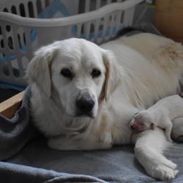 Golden Retriever Puppies from Olympus Golden Retrievers