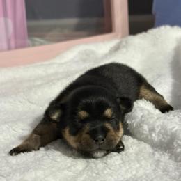 Huey - Black and tan male Companion Cross puppy in Hampton, Virginia from Beach Wave Kennels