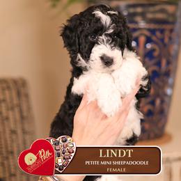 Lindt - Black and white female Sheepadoodle puppy in Cleveland, Tennessee from Narrow Path Old English & Sheepadoodles