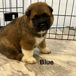 Akita Puppies from 239 Sunshine Akitas