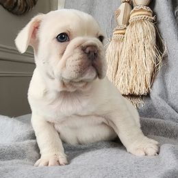Winston. - French Bulldog puppy in Hartford, Connecticut from French Bulldogs Planet