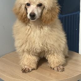 Girl - Apricot female Poodle puppy in Charlotte, North Carolina from Toy Poodle and Maltese Perfection