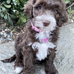 Goldendoodles and Labradoodles from Golden Buttes Doodles