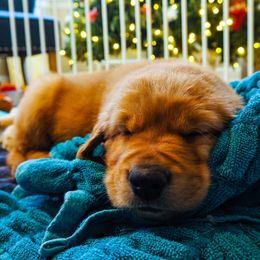 Golden Retriever Puppies from PDA Goldens