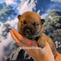AIRO - Red male Shiba Inu puppy in Minnesota from BonsaiShibas