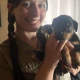 Rottweiler puppies from Hale Haus Rottweilers