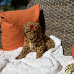 Aussiedoodle and Bernedoodle Puppies from Magnolia Grove Farms
