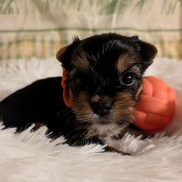 Phoebe - Blue and gold female Yorkshire Terrier puppy in Gatesville, Texas from KontryKritterz Yorkies