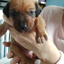 Harley Quinn - Wheaten blk nose female Rhodesian Ridgeback puppy in Alabama from Celtic Lore Ridgebacks